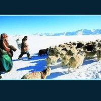 Ladakh ‘pashminas’