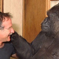Koko The Gorilla Remembers Robin Williams